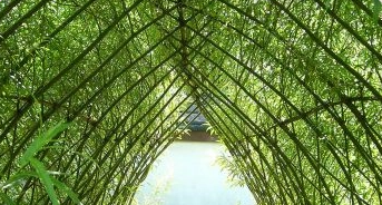 A willow arch